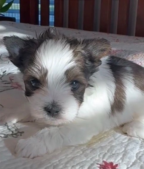 Baby Yorkie