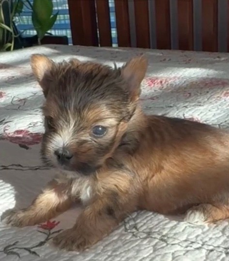 Baby Yorkie