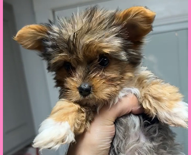 Baby Yorkie
