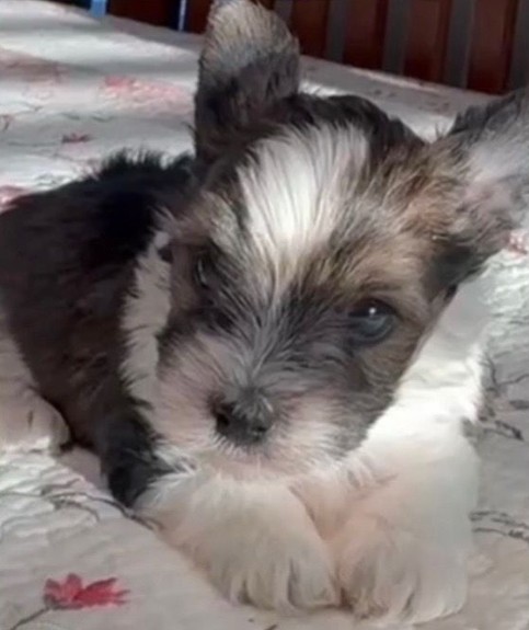 Baby Yorkie