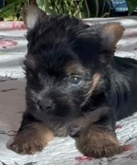 Baby Yorkie
