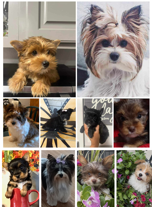 Super cute Yorkie puppy with pink bow