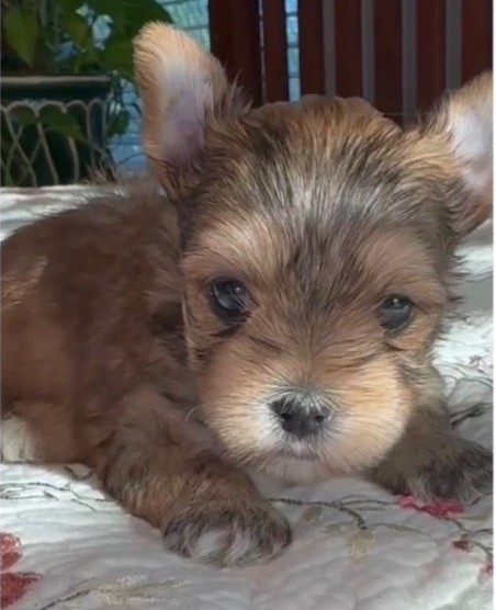 Baby Yorkie