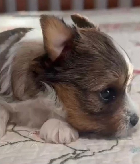 Baby Yorkie